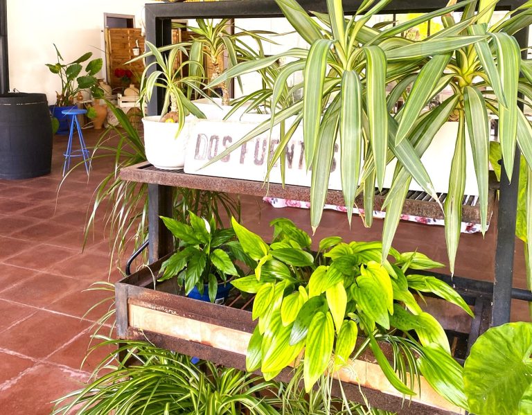 La Pérgola del jardín de los Cerezos Alquiler de cortijo en Córdoba Cortijo para bodas en Córdoba Eventos en cortijo Córdoba Bodas en cortijo Córdoba Cortijo para eventos Córdoba Espacio para bodas Córdoba Lugar para eventos Córdoba Fincas para bodas Córdoba Alquiler de finca para eventos Bodas al aire libre Córdoba Celebraciones en cortijo Córdoba Cortijo con encanto Córdoba Bodas rústicas Córdoba Espacio para celebraciones Córdoba Alquiler de cortijo para bodas Eventos corporativos en cortijo Cortijo para fiestas Córdoba Bodas en finca Córdoba Alquiler de espacios para eventos Cortijo para eventos privados Córdoba